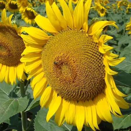 Les Trois Puits * Chambon (Vendee)